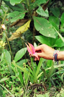 Winay Wayna orchid
