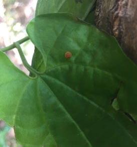 One large egg on the underside of a vine leaf
